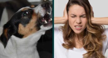 Normative cani in condominio: rischio di multe salate e reclusione fino a 3 mesi